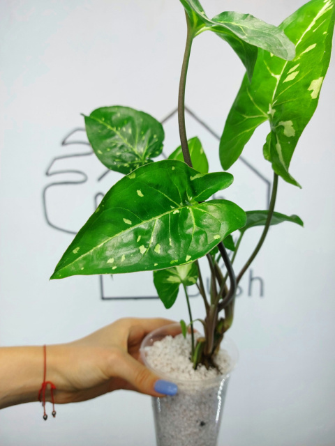 Syngonium Panda | 40-45cm