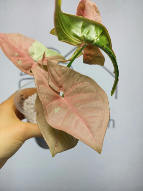 Syngonium Pink Caviar | Sadzonka 4 | 25cm