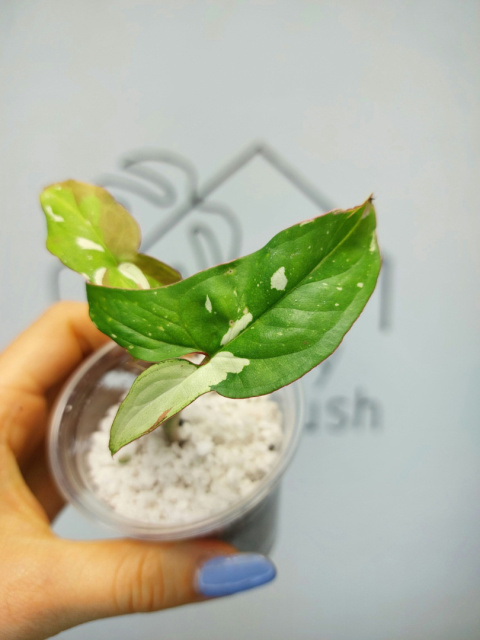 Syngonium Red Spot Tricolor | 10-15cm