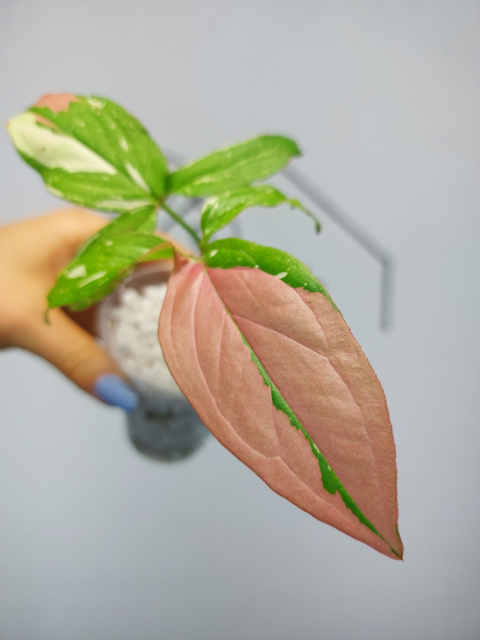 Syngonium Red Spot Tricolor | 20-25cm