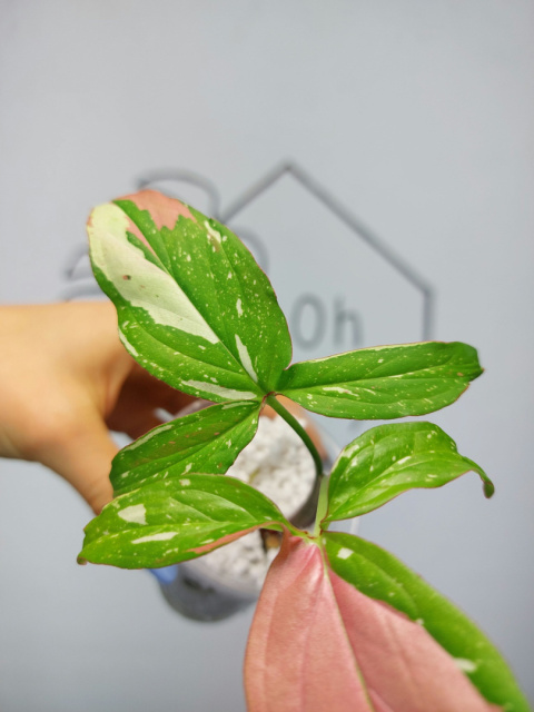 Syngonium Red Spot Tricolor | 20-25cm