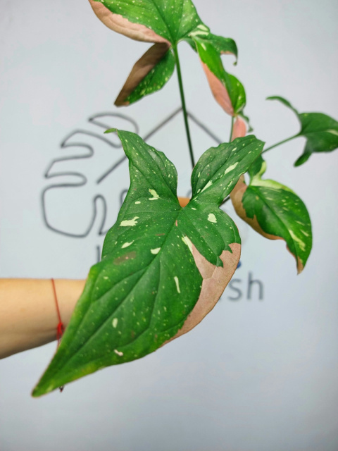 Syngonium Red Spot Tricolor | 25-30cm