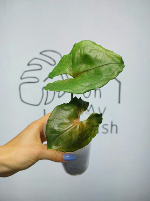 Syngonium Red Yami | 20-25cm