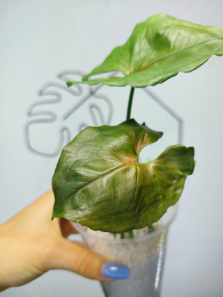 Syngonium Red Yami | 20-25cm