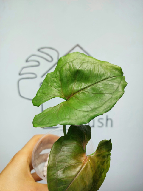 Syngonium Red Yami | 20-25cm