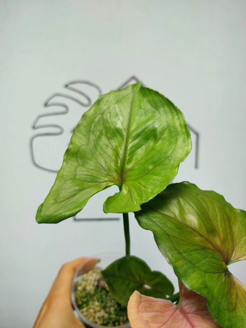 Syngonium Red Yami | 30-35cm