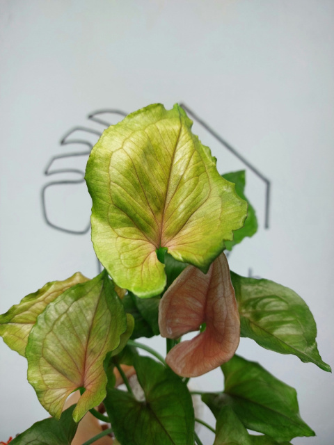 Syngonium Red Yami | Sadzonka 1 | 45cm