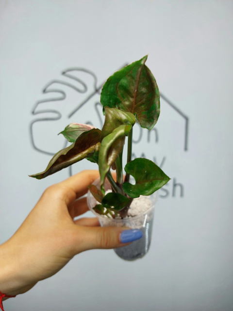 Syngonium Strawberry Ice | 15-20cm