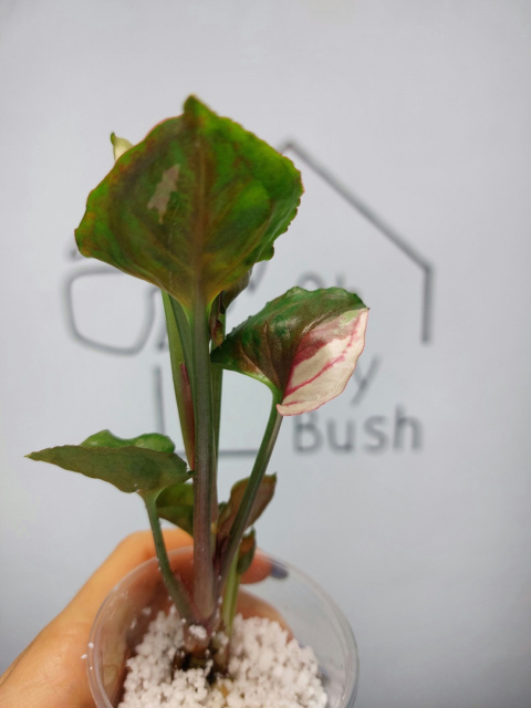 Syngonium Strawberry Ice | 15-20cm