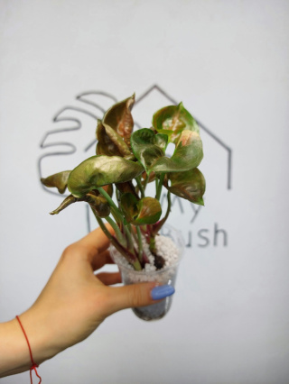 Syngonium Strawberry Ice | 20-25cm