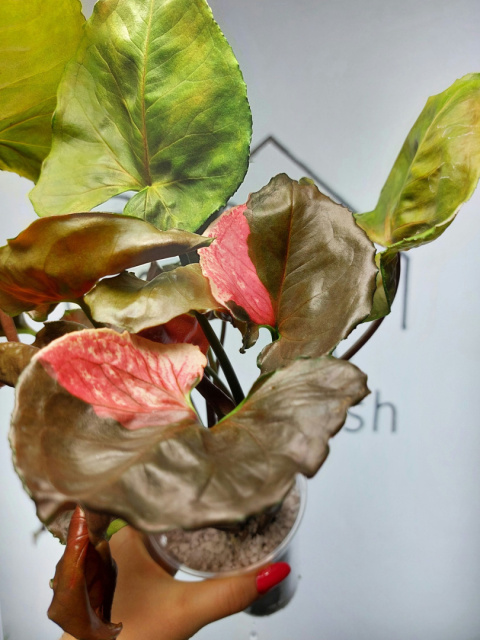 Syngonium Strawberry Ice | 30-40cm