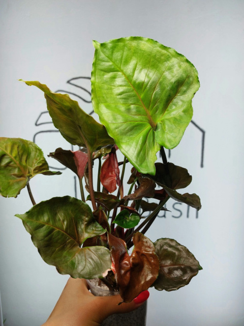 Syngonium Strawberry Ice | 30-40cm