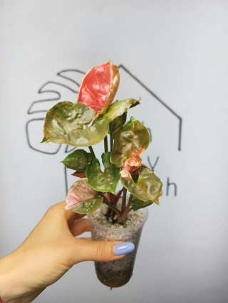 Syngonium Strawberry Ice | Sadzonka 48 | 25cm