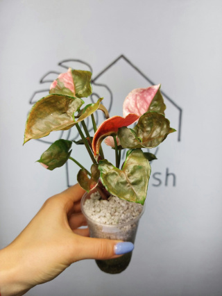 Syngonium Strawberry Ice | Sadzonka 49 | 25cm