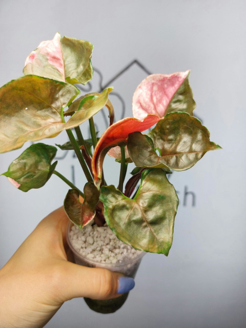 Syngonium Strawberry Ice | Sadzonka 49 | 25cm