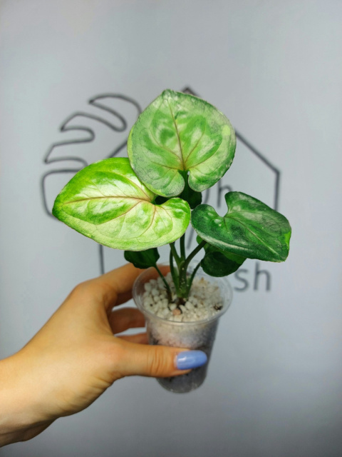 Syngonium T24 | 15-20cm