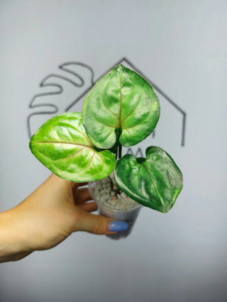 Syngonium T24 | 15-20cm