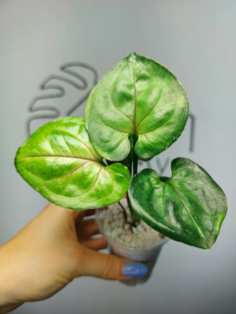 Syngonium T24 | 15-20cm