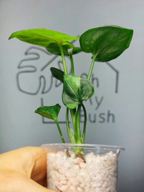 Syngonium T24 | 15-20cm