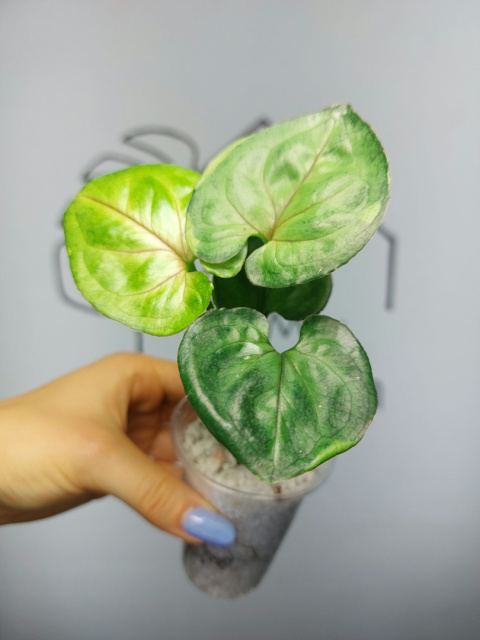 Syngonium T24 | 15-20cm