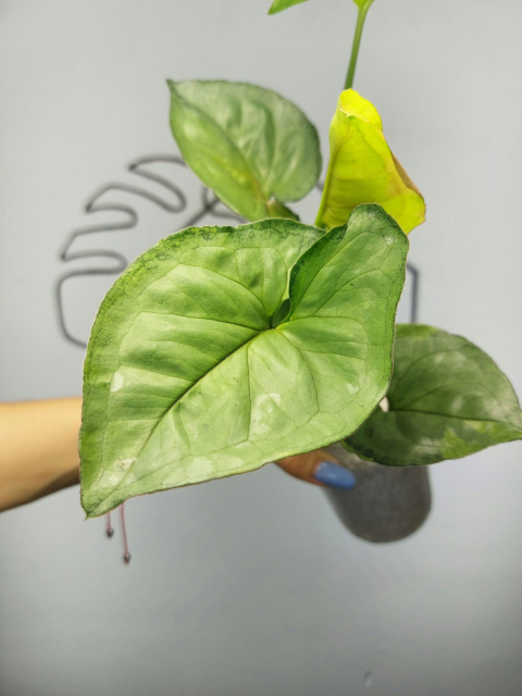 Syngonium T24 | 30-35cm