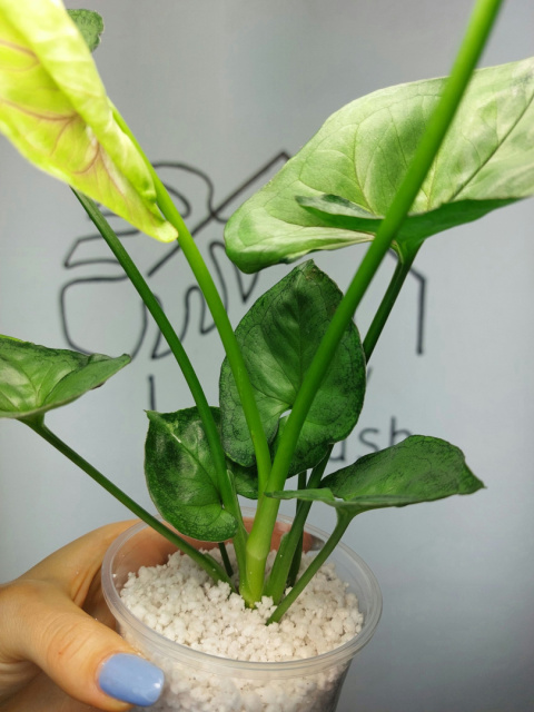 Syngonium T24 | 30-35cm