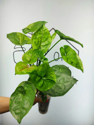 Syngonium T24 | Sadzonka 2 | 50cm