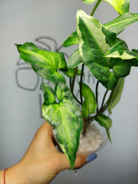 Syngonium Three Kings | 30-35cm