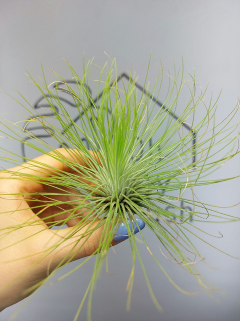 Tillandsia Andreana XL Oplątwa