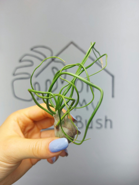 Tillandsia Bulbosa XXL Oplątwa