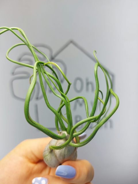 Tillandsia Bulbosa XXL Oplątwa