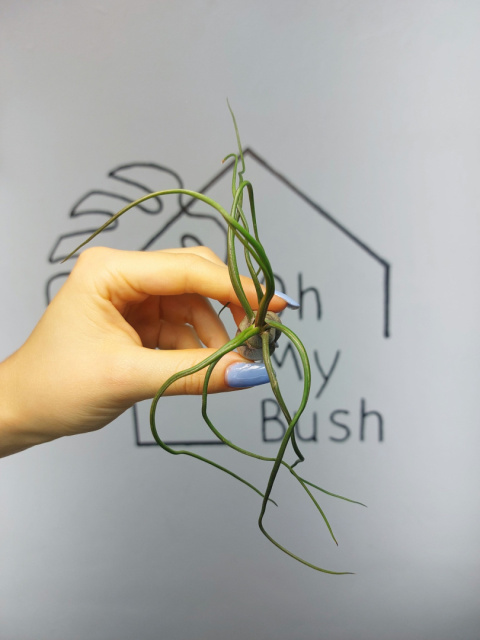 Tillandsia Bulbosa XL Oplątwa