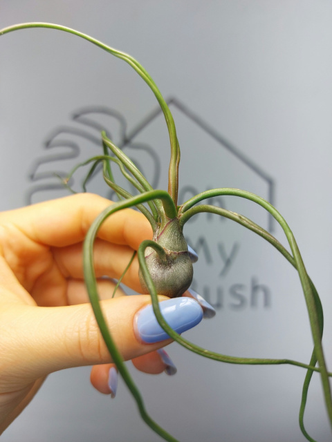 Tillandsia Bulbosa XL Oplątwa