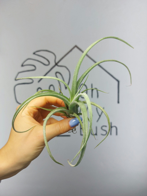 Tillandsia Curly Slim Oplątwa