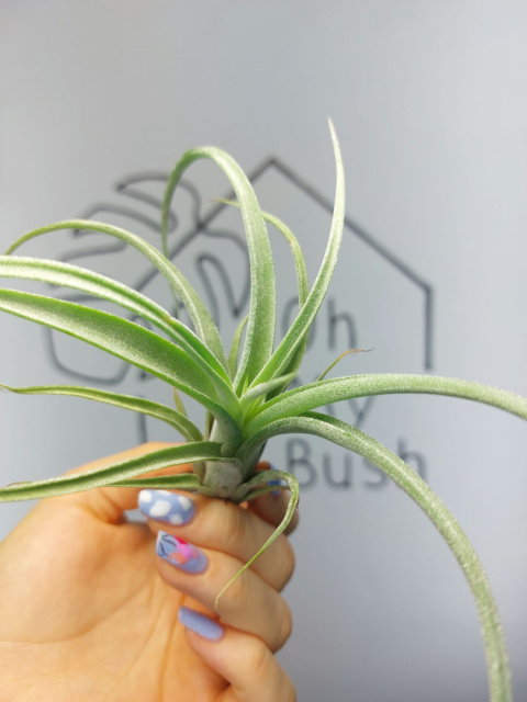 Tillandsia Curly Slim Oplątwa