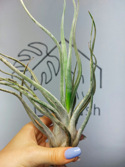 Tillandsia Ehlersiana XL Oplątwa