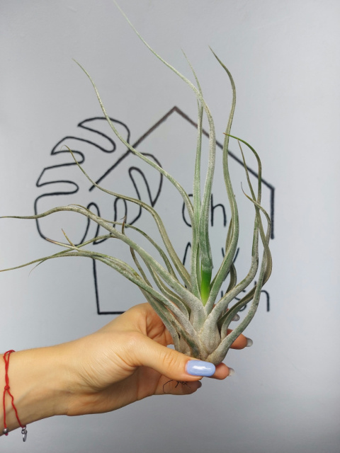 Tillandsia Ehlersiana XL Oplątwa