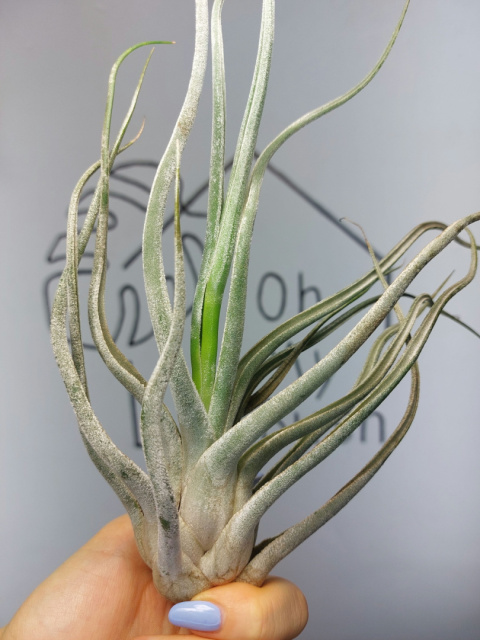 Tillandsia Ehlersiana XL Oplątwa