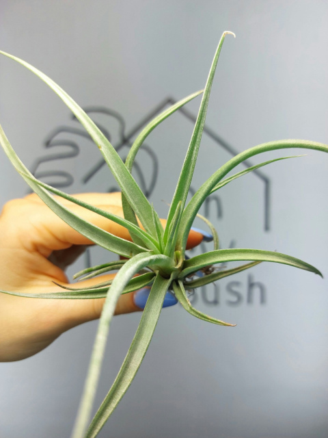 Tillandsia Fresnelloides Oplątwa