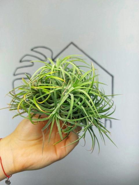 Tillandsia Ionantha Green Kępa Oplątwa