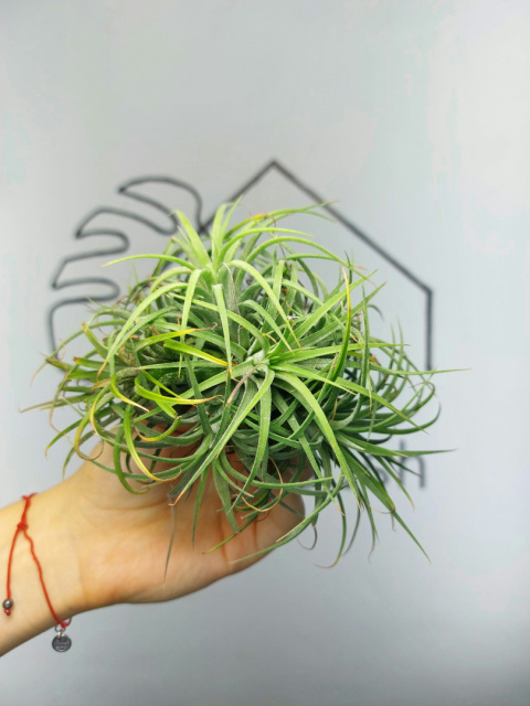 Tillandsia Ionantha Green Kępa Oplątwa