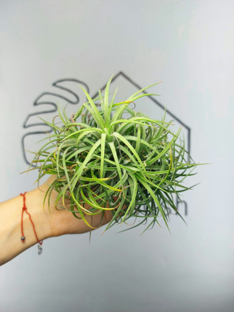 Tillandsia Ionantha Green Kępa Oplątwa