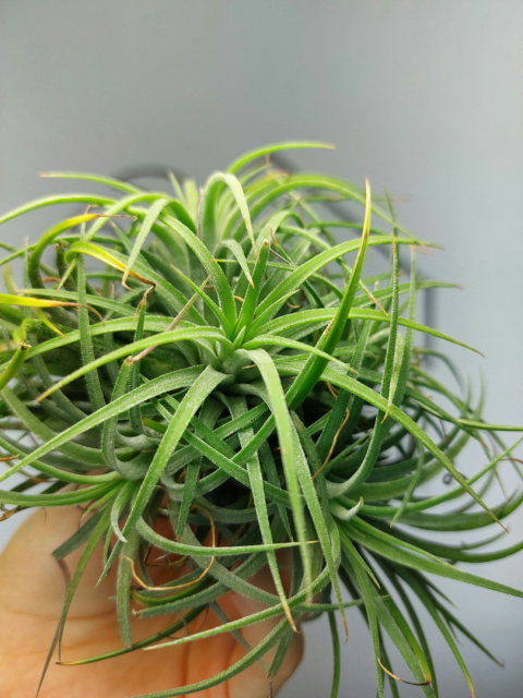 Tillandsia Ionantha Green Kępa Oplątwa