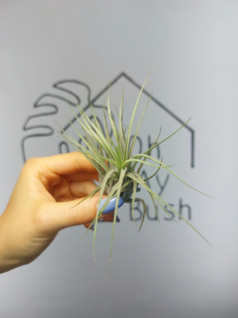 Tillandsia Ionantha Scaposa XL Oplątwa