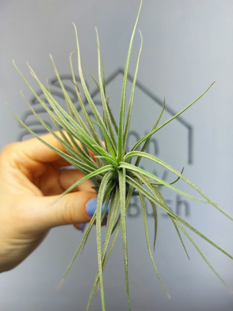 Tillandsia Ionantha Scaposa XL Oplątwa