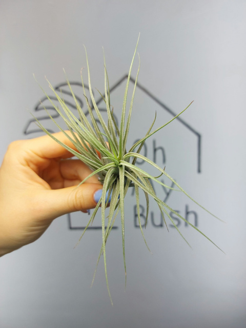 Tillandsia Ionantha Scaposa XL Oplątwa