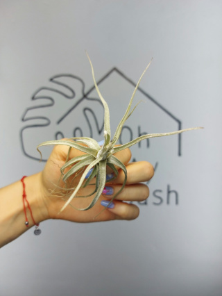 Tillandsia Lepidosepala Oplątwa