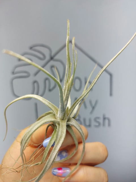 Tillandsia Lepidosepala Oplątwa