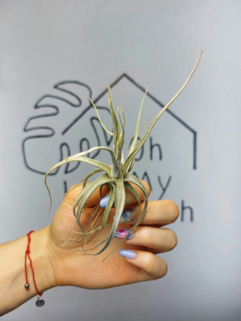 Tillandsia Lepidosepala Oplątwa