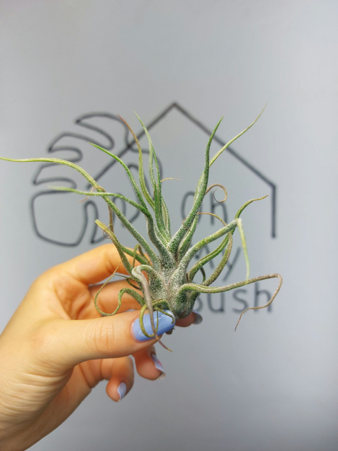 Tillandsia Pruinosa XXL Oplątwa